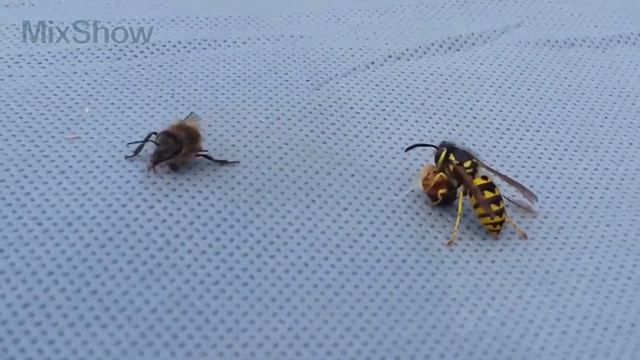 ОСА В ДЕЛЕ. САМЫЕ ЭПИЧНЫЕ БИТВЫ ОСЫ смотреть онлайн