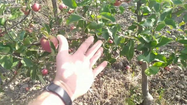 урожай яблони на подвое 62 396 в неблагоприятный год смотреть онлайн