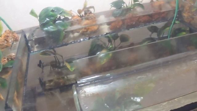 Двух этажный палюдариум смотреть онлайн