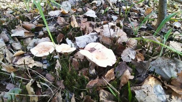 Прогулка в осеннем лесу Хвойные деревья смотреть онлайн