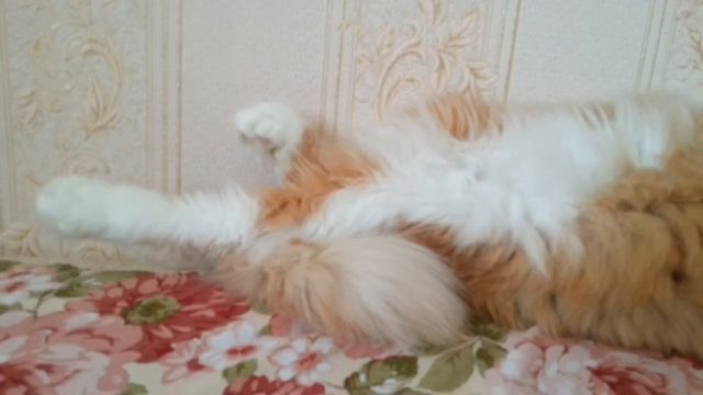 У кота дергаются лапы смотреть онлайн