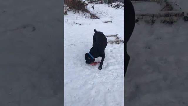 Старенький кане Корсо с Эпилепсией смотреть онлайн