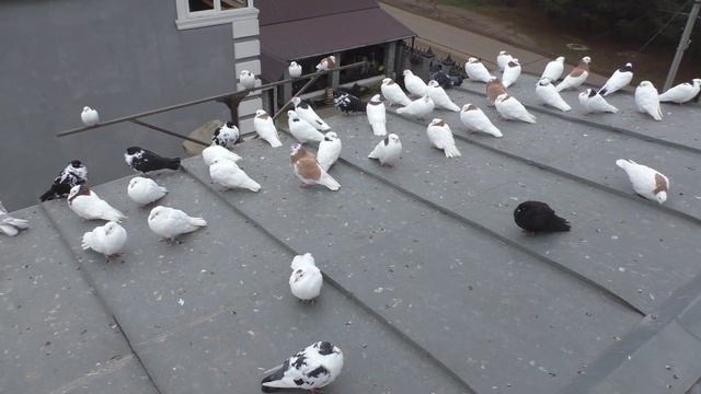 Просьба , не выпускайте больных ( привитых ) голубей смотреть онлайн