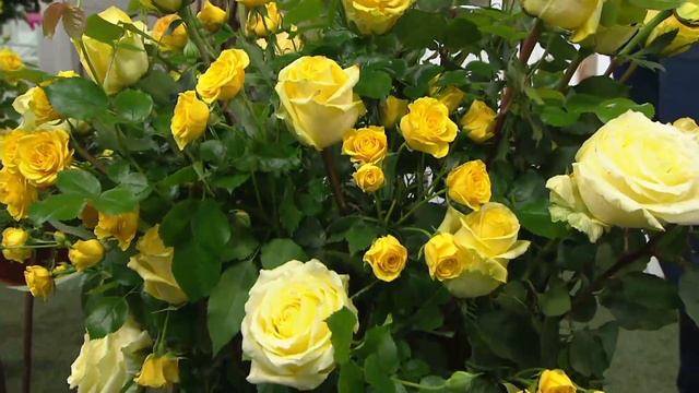 Cottage Farms 2-piece Julia Child Rose Collection On QVC
