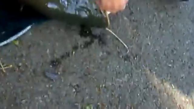 Міське озеро , Сом смотреть онлайн