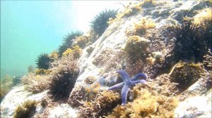 Амурские Морские звезды.