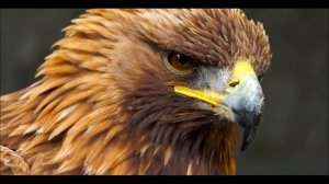 Самые большие хищные птицы на планете!