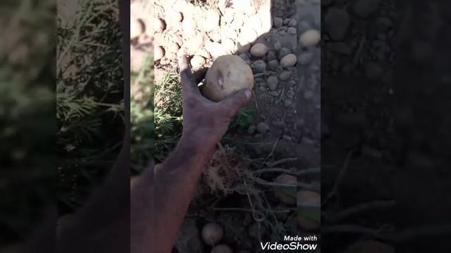 Картофелекопалка смотреть онлайн