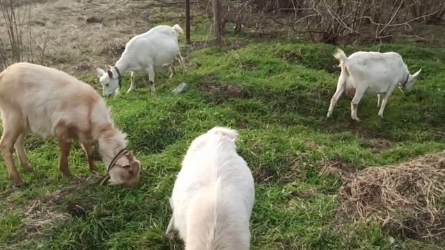 Козы.Продажа молока.Наш опыт и выводы.Как пасём наших коз. Село Львовское. Как будем кормить козлят смотреть онлайн