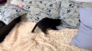 Соня помнит эту игру?