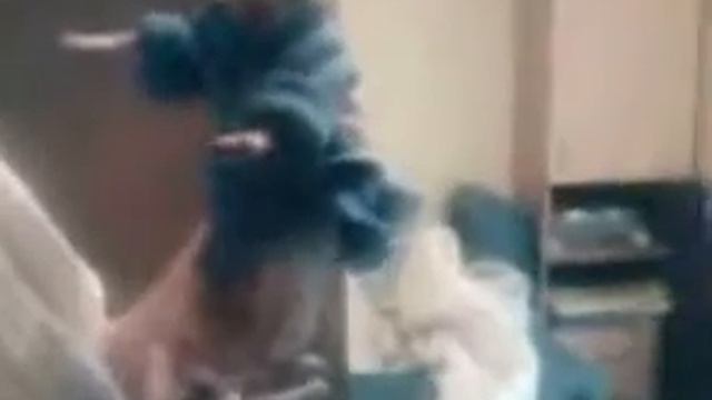 Toy terrier puppy funny cute dog Youppi/ смешной щенок той терьер Юппи смотреть онлайн