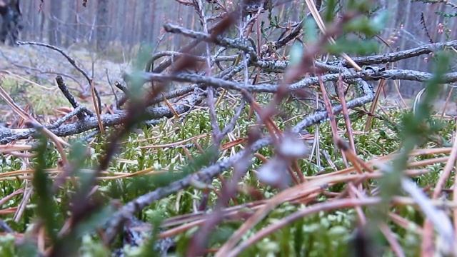 40й бор Псковской области. Сбор и бартер боровиков (белых грибов) на ягоду бруснику. смотреть онлайн