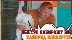 Индюки Хайбрид Конвертер- вес в 3 месяца. "Мое Подворье"