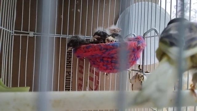 Канарейки. Папа кормит