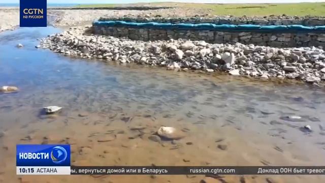 Начинается нерестовый период уникального вида рыб в озере Цинхай смотреть онлайн