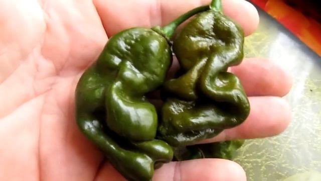 Habanero Green - Хабанеро Зеленый
