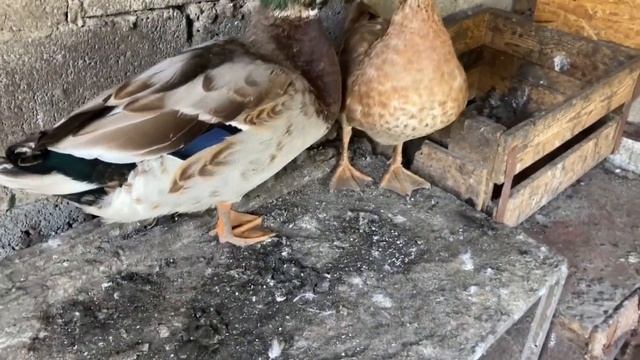 Дикие утки. Как кормить. Разведение. Окрас./ Wild ducks: How to feed and breed/ Eng.& Spanish subs смотреть онлайн