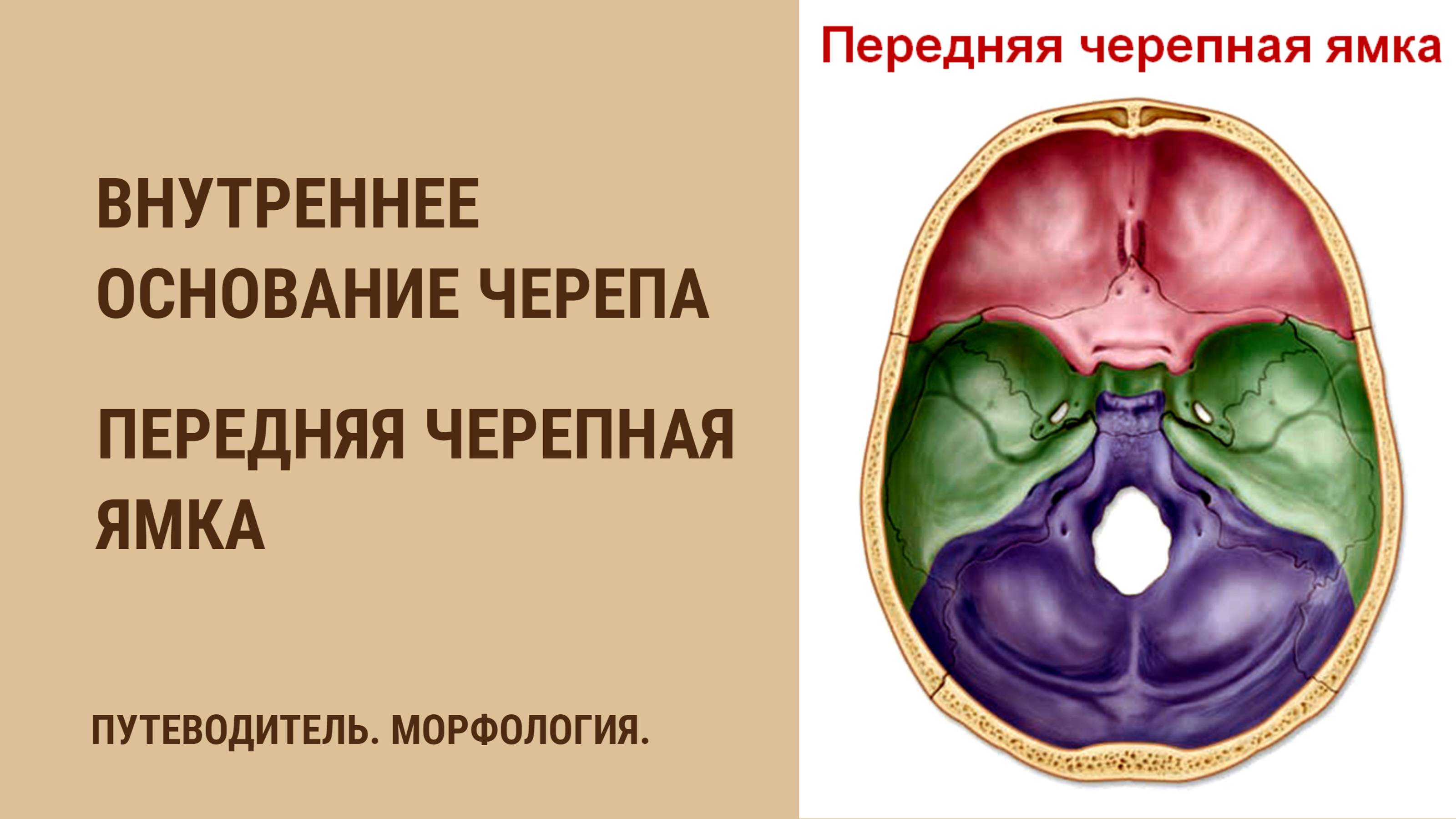Внутреннее основание черепа. Передняя черепная ямка смотреть онлайн
