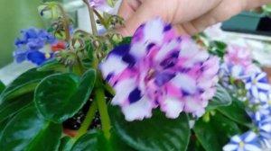 Что такое химера и как ее размножить#комнатныерастения #фиалка #фіалка #химера