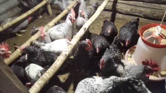 петухи легбар, борковская, доминант смотреть онлайн