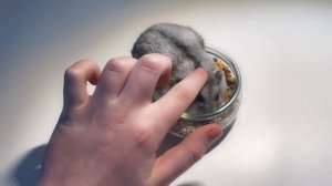 Почему хомяк кусается?