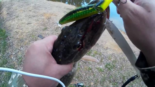 Красавчик Воблер TsuYoki RAIDER 125SP +спининг за 10 $ C  неожиданой концовкой