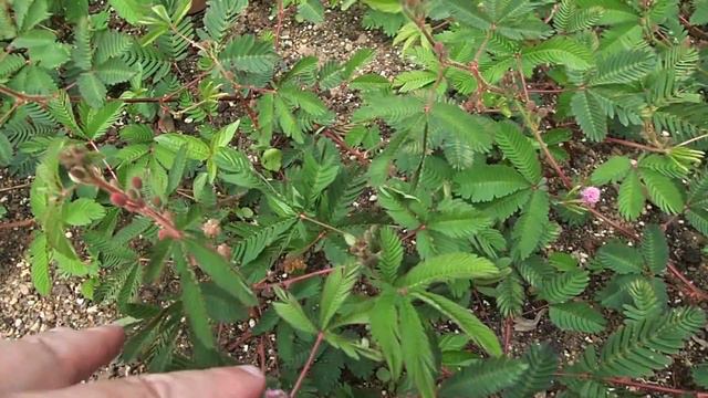 Эксперименты над мимозой (2) смотреть онлайн