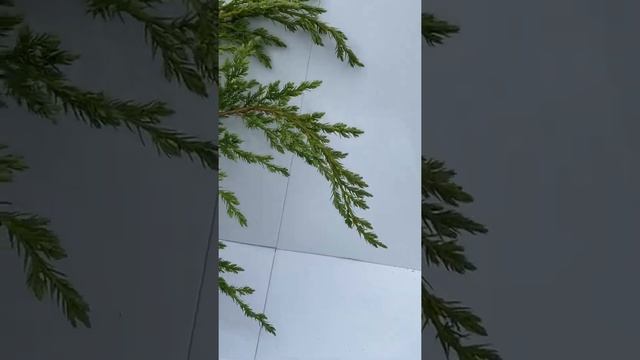 Можжевельник Блю Швед смотреть онлайн