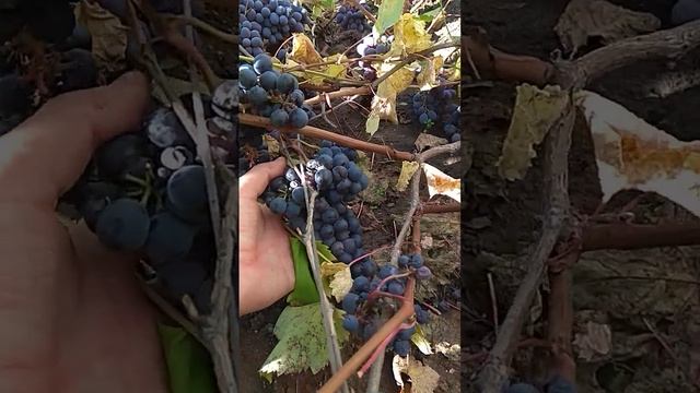 Виноград Фиолетовый ранний 24 сентября 2022 г. смотреть онлайн