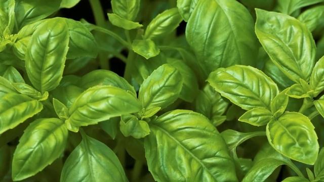 Базилик - священная трава стимулирующая сознание смотреть онлайн