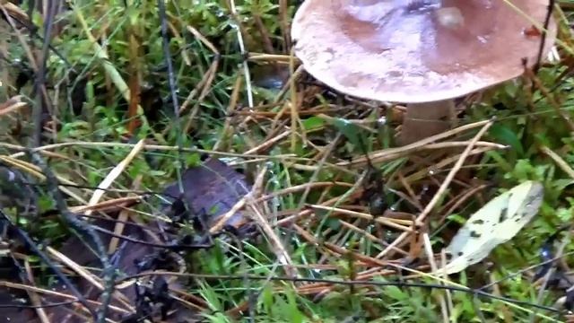 Рядовки коричневые. Малоизвестные съедобные грибы в лесу. смотреть онлайн