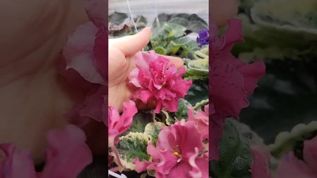 Фиалка ВаТ-Реальная Жизнь смотреть онлайн