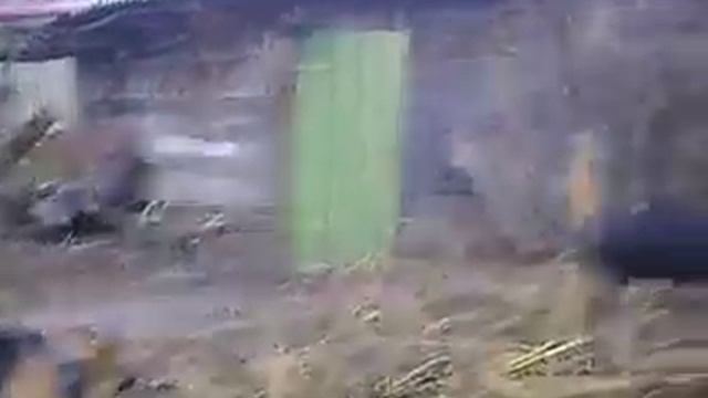 собака и свинья смотреть онлайн