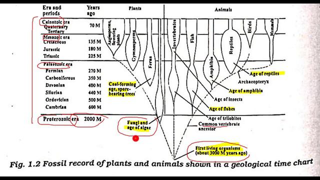 1.4 -PHYLETIC LINEAGE || CHAPTER 1-THE BIOLOGY || FIRST YEAR BIO смотреть онлайн