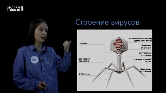 Вирусы – неклеточные формы жизни. Биология ОГЭ смотреть онлайн