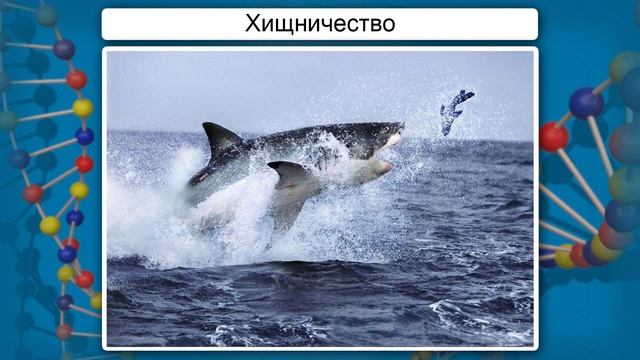 Биотические факторы. Негативные взаимоотношения между организмами. Видеоурок по биологии 11 класс смотреть онлайн