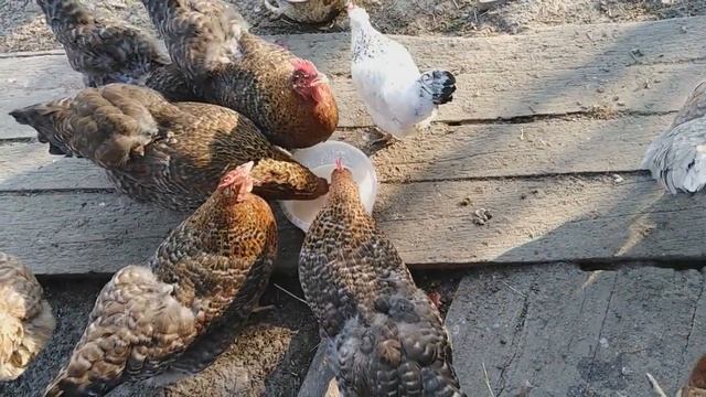 Куры Билефельдер и Барбезье пьют кисломолочку смотреть онлайн