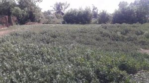 Сделал самодельные поилки гусятам теперь вода не проливаеться.