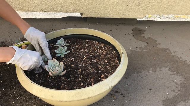 Transporting Echeverias After Propagation Plus Beheading смотреть онлайн