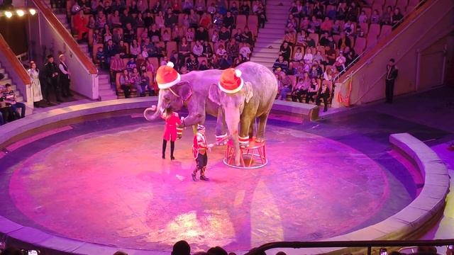 Итальянский цирк Слоны Екатеринбург смотреть онлайн