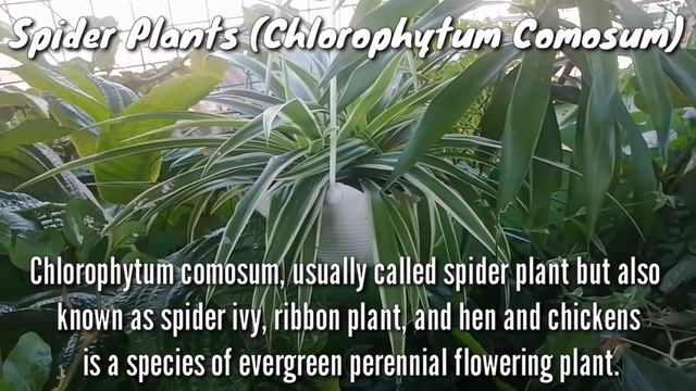 7 Lucky Houseplants for Abundance and Prosperity in 2022 смотреть онлайн