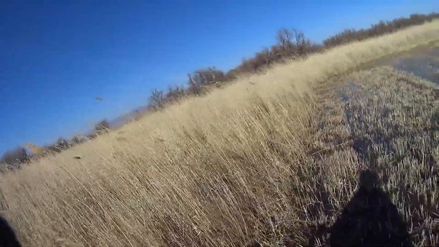 Охота на фазана 21 .11 .2021. смотреть онлайн