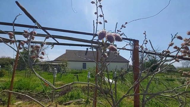 Глициния китайская Пролифик (Wisteria sinensis Prolific) смотреть онлайн