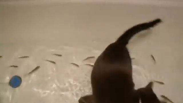 ПРИКОЛ КОТ ЖЖОТ В ВАННЕ С РЫБКАМИ Прикол, юмор, смешно Эти смешные животные смотреть онлайн
