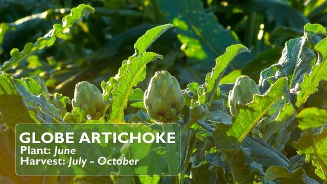 The Best Tips For Summer Gardening | Grow Your Own At Home With Alan Titchmarsh | Sprout