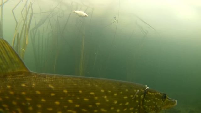 РЫБАЛКА НЕ ДЛЯ СЛАБОНЕРВНЫХ!! Опасное закрытие сезона! Такого результата мы не ожидали. смотреть онлайн