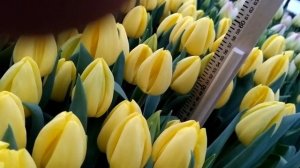 Выгонка тюльпанов. Сорт Avocado