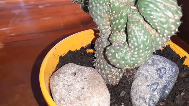 Cactus Raros De Coleccion 🌵🌸 Cactus De San Pedro Alucinogeno 🌵🌸 смотреть онлайн