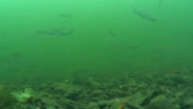 Что происходит под водой когда не клюёт, на поплавок, плотва, лещь, окунь. подводная съёмка смотреть онлайн