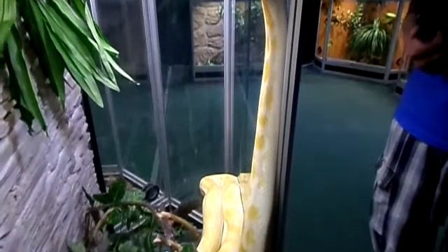 Желтый питон.Yellow python. смотреть онлайн